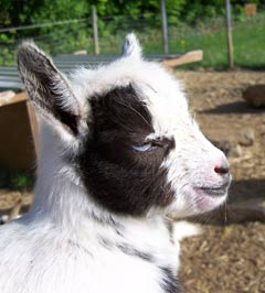 Baby Goat Baby Goat
