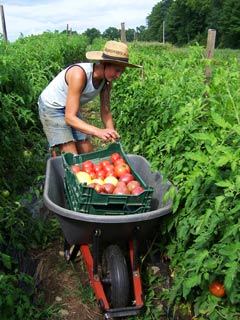Harvest