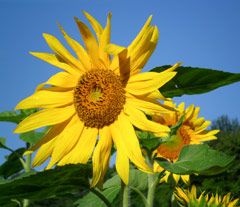 Sunflower Sunflower